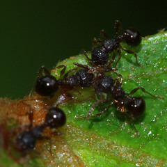Pristomyrmex punctatus