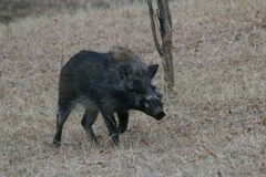 Java Warty Pig photo 4