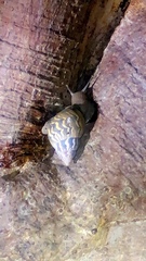 Orthalicus