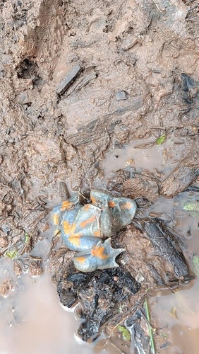 Large-webbed Bell Toad
