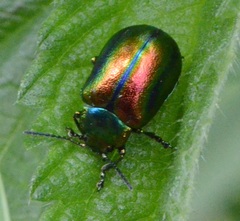 Oreina speciosissima fuscoaenea