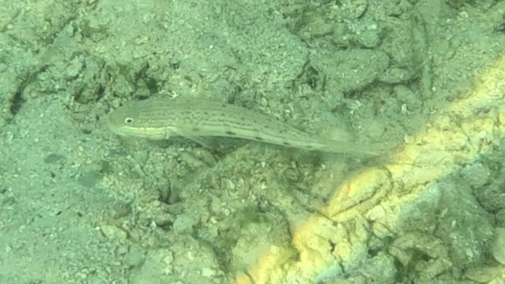 Long-finned Goby