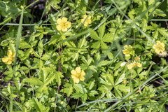Potentilla flagellaris