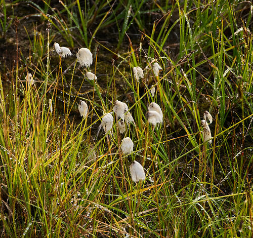 Scheuchzer's cottongrass