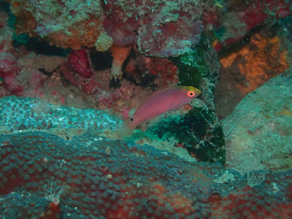 Pink-margin Wrasse