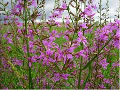 Lythrum virgatum