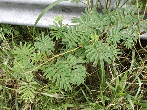 Image of Mimosa diplotricha by (c) renjus box, some rights reserved (CC BY)