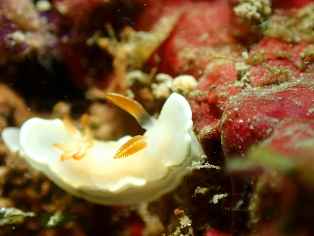White-centred Rainbow Dorid
