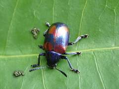 Platycorynus undatus