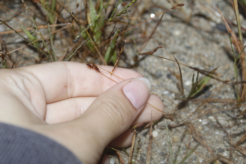 Image of Bulbostylis capillaris by (c) Alex Karasoulos, some rights reserved (CC BY)