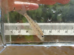 Percopsis omiscomaycus