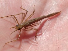 Calopteryx aequabilis