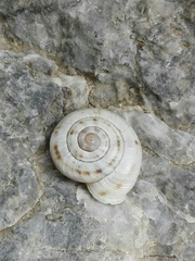 Kosicia intermedia