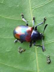 Platycorynus undatus