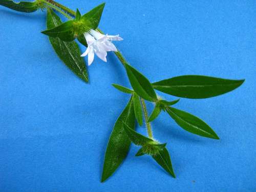 largeflower Mexican clover