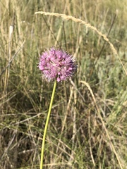 Allium lineare