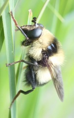 Criorhina