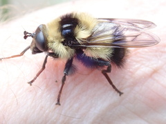 Criorhina