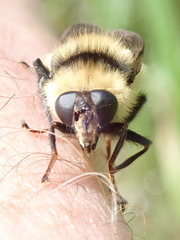 Criorhina