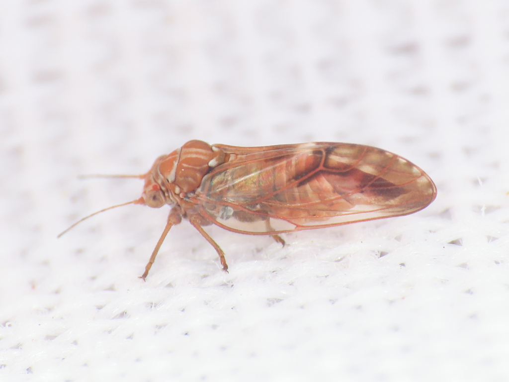 Cacopsylla limbata
