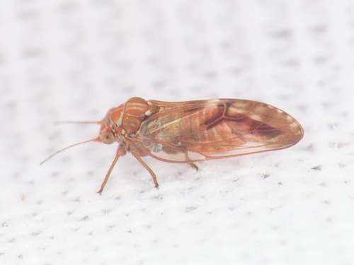 Cacopsylla limbata