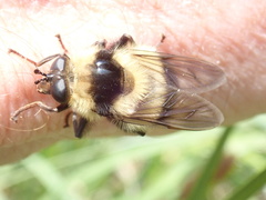 Criorhina