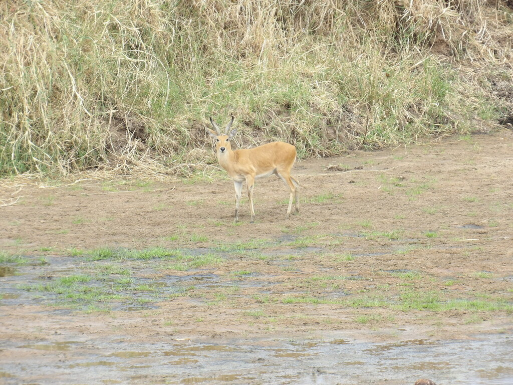 Redunca redunca, Manyara, TZ, by bennybillz52