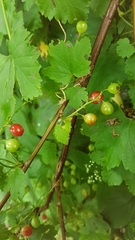 Ribes rubrum