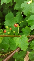 Ribes rubrum