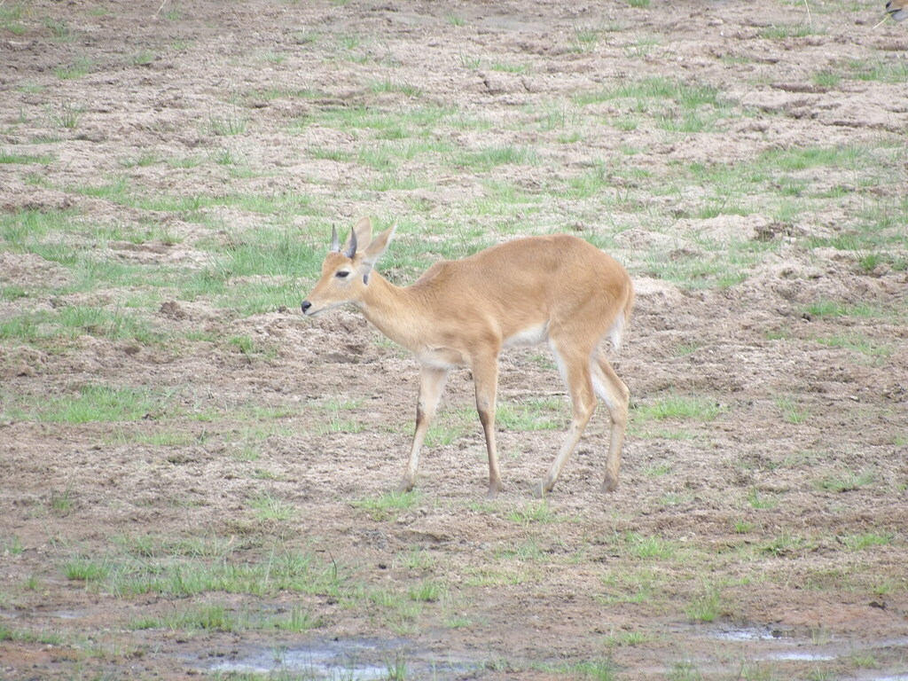 Redunca redunca, Manyara, TZ, by bennybillz52