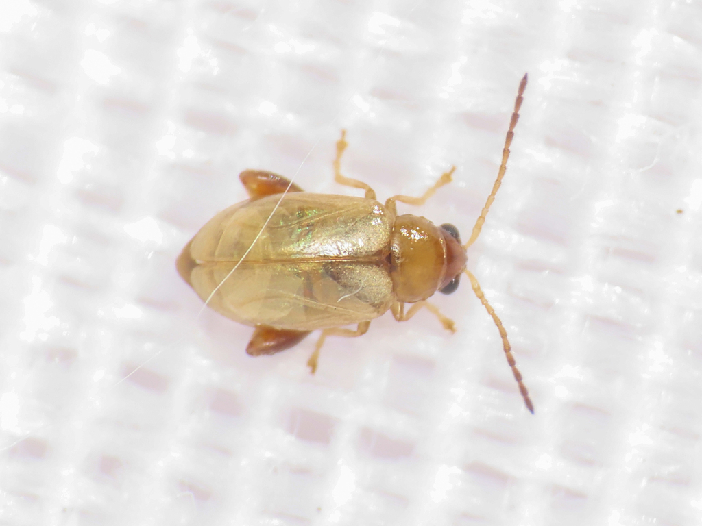 Longitarsus gracilis