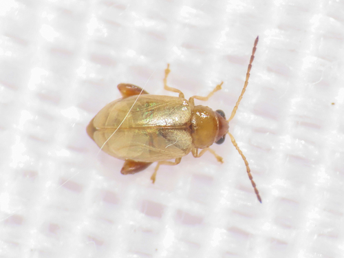 Longitarsus gracilis