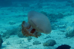 Kolpophorae