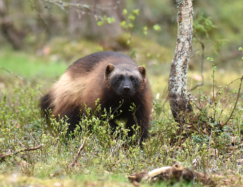 Wolverine (Gulo gulo), a lookalike recorded in Washington