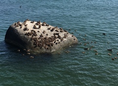 Somateria mollissima