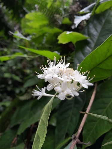 Phaleria capitata observed 2022-12-31