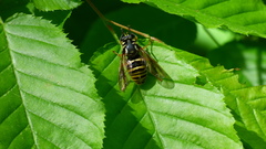 Temnostoma excentrica