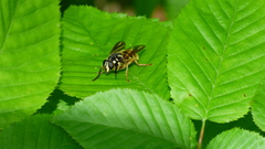 Temnostoma excentrica