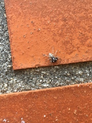 Menemerus semilimbatus