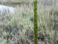 Triglochin concinna concinna