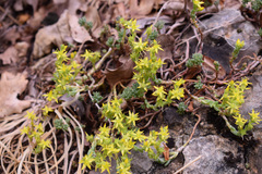 Sedum urvillei