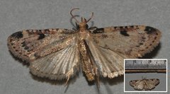 Aglossa costiferalis