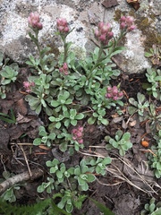 Antennaria rosea