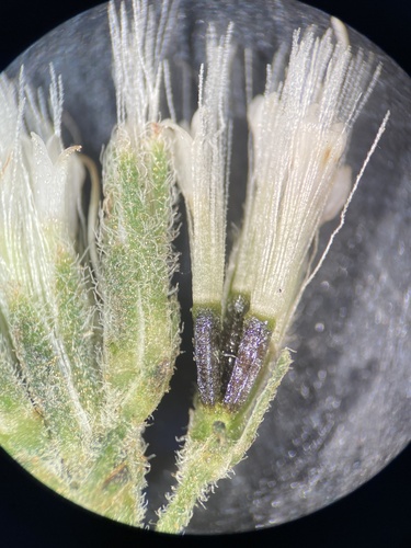Image of Eupatorium glaucescens by (c) Scott Ward, some rights reserved (CC BY)