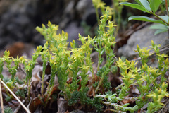 Sedum urvillei
