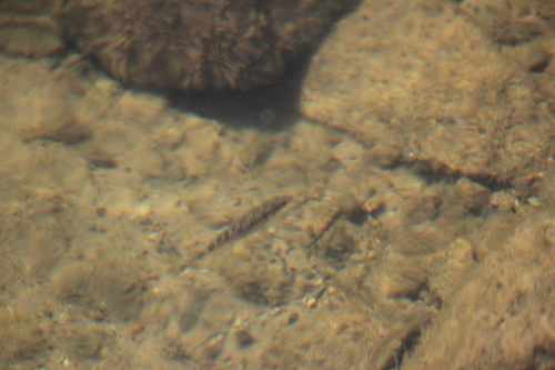 Gasterosteidae