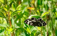 Rheumaptera hastata