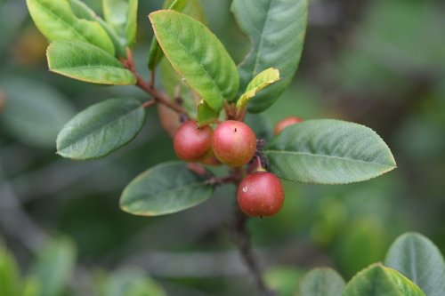 California Coffeeberry fruiting