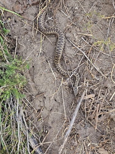 Photo of a Dinnik's Viper (Vipera dinniki)