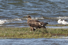 Haliaeetus leucoryphus